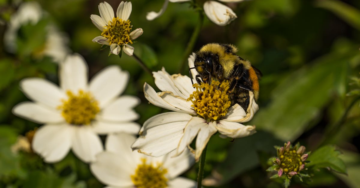 découvrez le bts en évaluation des assurances 2025, une formation innovante qui prépare les étudiants aux défis du secteur de l'assurance. acquérez les compétences nécessaires pour analyser et évaluer les risques, tout en maîtrisant les outils modernes du domaine. préparez votre avenir professionnel dans un secteur en pleine évolution.