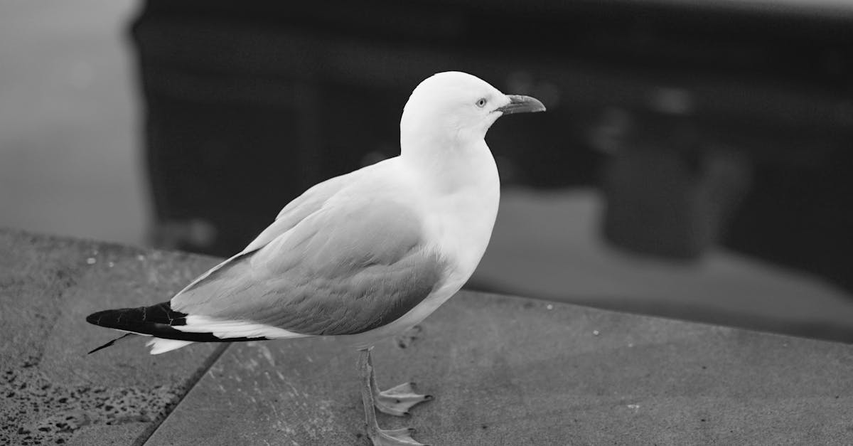 découvrez les différences essentielles entre divers concepts, idées ou objets. cette exploration vous aidera à mieux comprendre les nuances et les particularités qui les distinguent, afin d'enrichir vos connaissances et votre perspective.